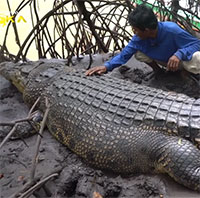 "Tình bạn" kỳ lạ của một ngư dân và con cá sấu dài 4 mét
