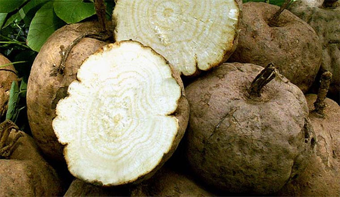 Loại củ mọc dại nhiều ở Việt Nam tốt cho nữ giới tuổi trung niên