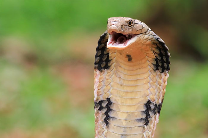 Tại sao rắn hổ mang chúa là một trong những loài độc nhất hành tinh?