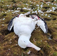 Chuột tàn sát chim hải âu trên hòn đảo Nam Phi