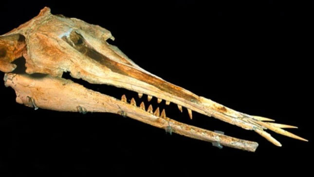 Phát hiện cá heo 25 triệu năm tuổi có hàm răng kỳ lạ