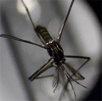 Thế giới nóng lên tạo ra "kỷ nguyên" của muỗi