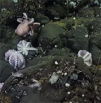 Phát hiện "nhà trẻ" bạch tuộc dưới biển sâu 2.800m