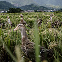 Nông dân Trung Quốc sử dụng "đội quân" vịt để dọn sạch cỏ dại trên đồng lúa