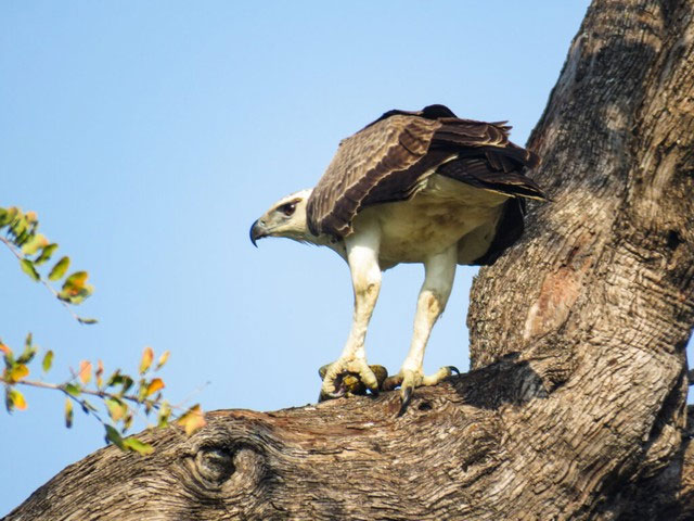 Martial eagles can be found in most of sub-Saharan Africa