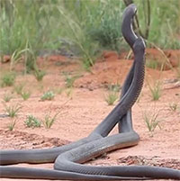 Đôi rắn mamba độc kịch chiến trong vườn nhà dân