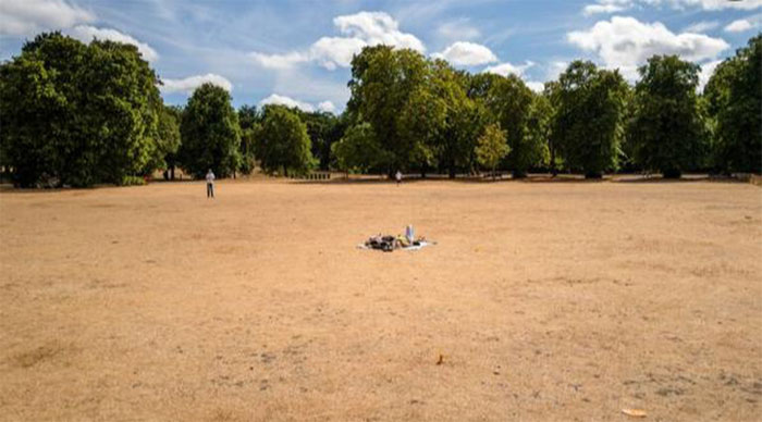 Cỏ khô tại một công viên ở London trong đợt hạn hán năm 2022