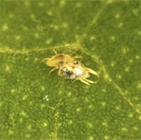 Kỳ lạ, nhện đực "lột da" nhện cái trước khi yêu