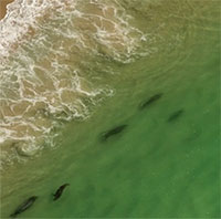 Cape Cod - Nơi có mật độ cá mập cao nhất thế giới