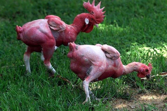 Kỳ lạ giống gà lai trụi lông, da đỏ rực như chim phượng hoàng