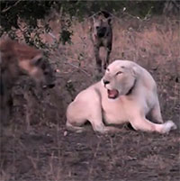 Sư tử trắng bị 11 linh cẩu "đánh hội đồng" phải bỏ chạy thục mạng