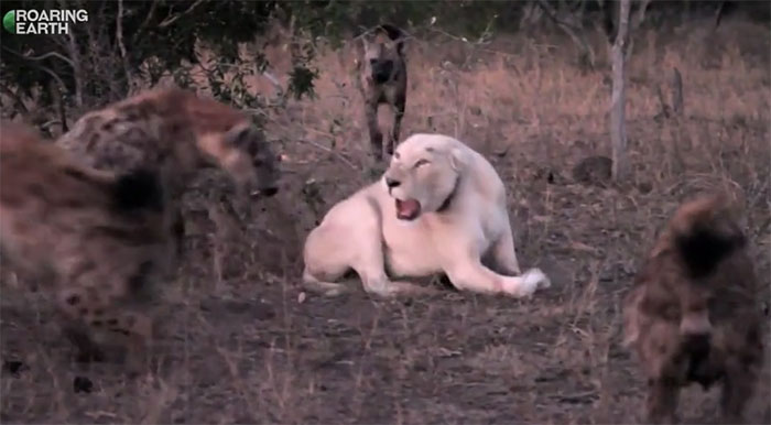 Đàn linh cẩu xuất hiện, bao vây để cướp mồi của sư tử trắng.