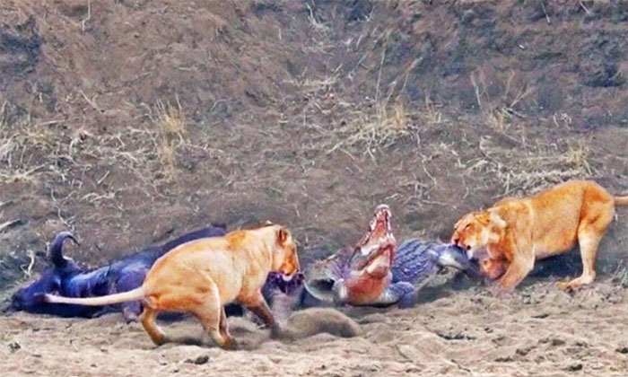 Cả cá sấu và sư tử đều không chịu nhường xác trâu rừng.