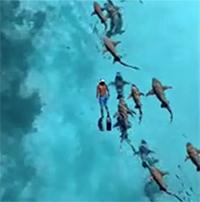 Du khách liều lĩnh bơi cùng hàng chục con cá mập ở Maldives