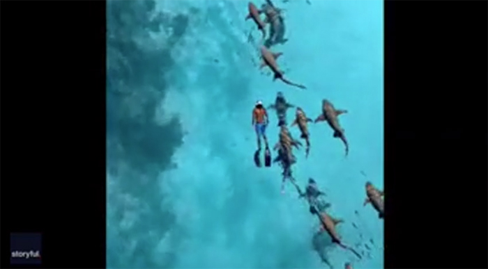 Bơi cùng cá mập