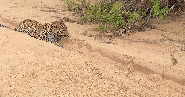 Sau khi chạy được một đoạn, con ngỗng nhỏ đã nằm gục xuống đất rồi giả chết.