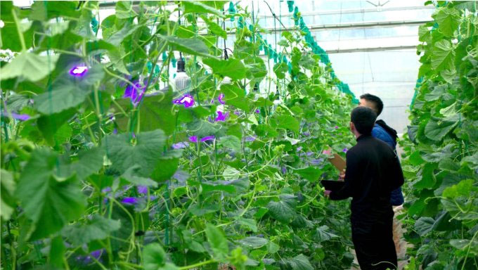 Thiết bị chiếu sáng kích thích rau mầm lớn nhanh