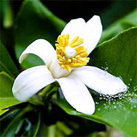 3 loại hoa trong vườn nhà là "vựa thuốc quý" giúp bảo vệ lá gan, tốt cho tim, thận