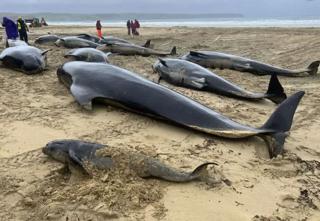  Những con cá voi hoa tiêu nằm ngổn ngang trên bãi biển Scotland. 