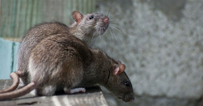 Nếu chuột hoàn toàn biến mất trên Trái đất, con người sẽ gặp phải rắc rối lớn