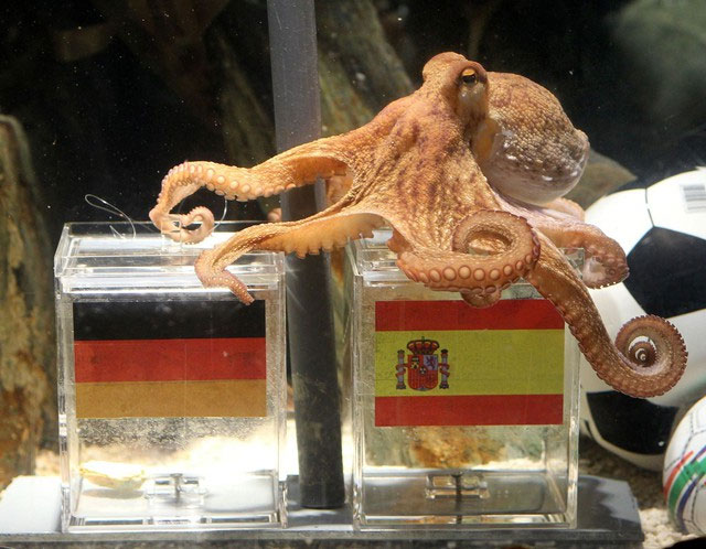 Bạch tuộc Paul dự đoán đúng trận chung kết World Cup 2010.