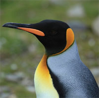 World Cup nữ 2023: Báo New Zealand chờ đợi "nhà tiên tri" chim cánh cụt tỏa sáng