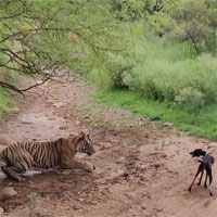 Dại dột đe dọa hổ, chó hoang trả giá bằng cả mạng sống