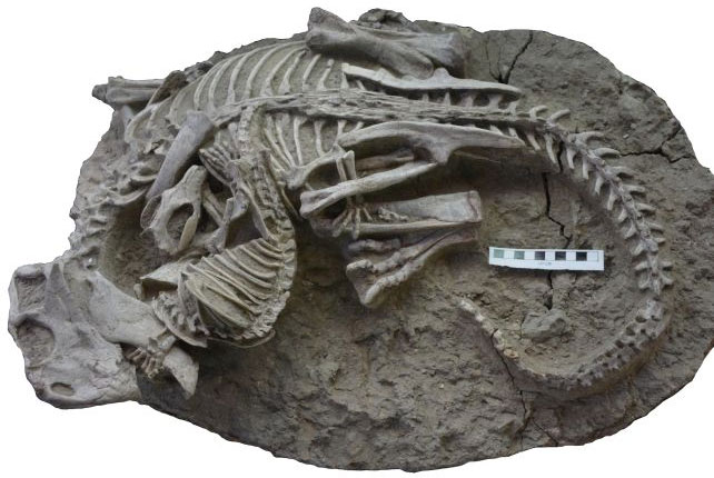 Hóa thạch kép của hai quái vật kỷ Phấn Trắng được khai quật tại Liêu Ninh - Trung Quốc