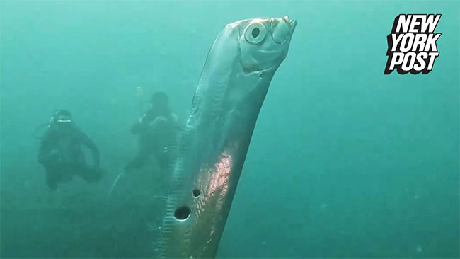 Video: Cá mái chèo quý hiếm bơi gần mặt biển