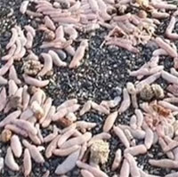 Hàng nghìn "cá dương vật" dạt vào bãi biển Argentina