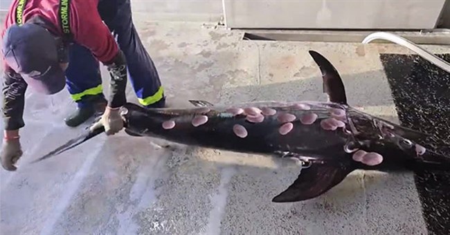 Cá kiếm sống sót với cơ thể đầy lỗ khoét kinh dị