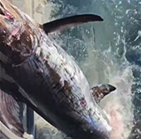 Cận cảnh cá mập hung hăng, cố tình cướp cá của ngư dân