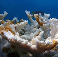 San hô bị tẩy trắng và chết hàng loạt, hé lộ hiện trạng đáng sợ dưới đáy biển sâu 