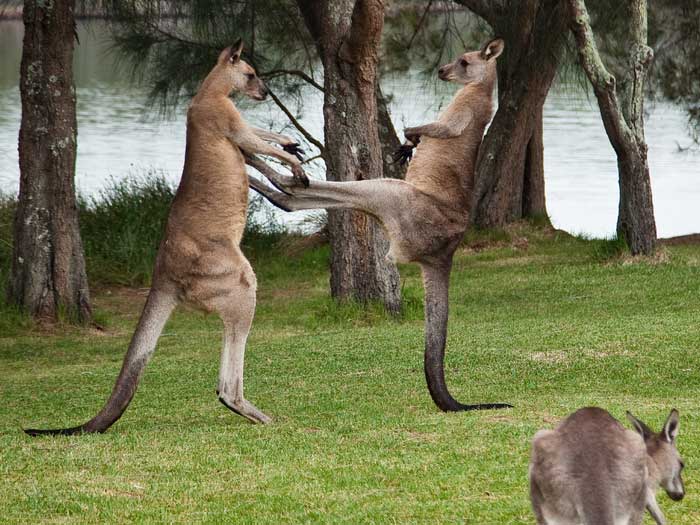 Gân của kangaroo có thể được ghép vào các dây chằng đầu gối bị rách