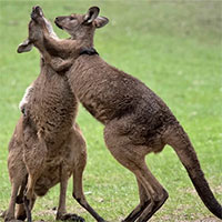 Con người sẽ sớm được cấy "gân" của kangaroo để phục hồi những chần thương vùng đầu gối