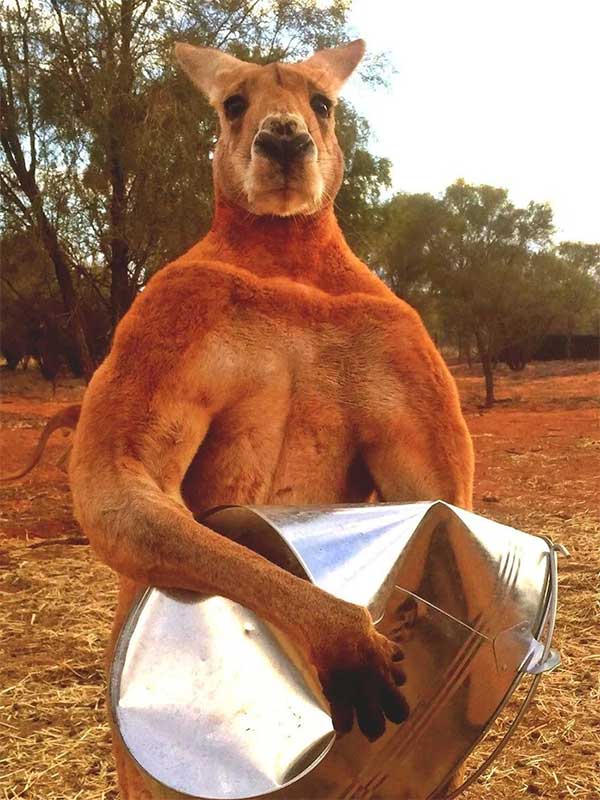 Kangaroo, loài chuột túi đặc trưng của lục địa châu Úc.