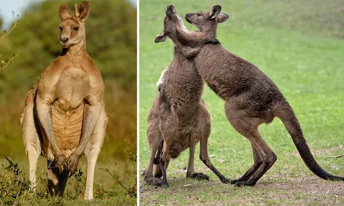 Gân của kangaroo là một loại vật liệu sinh học