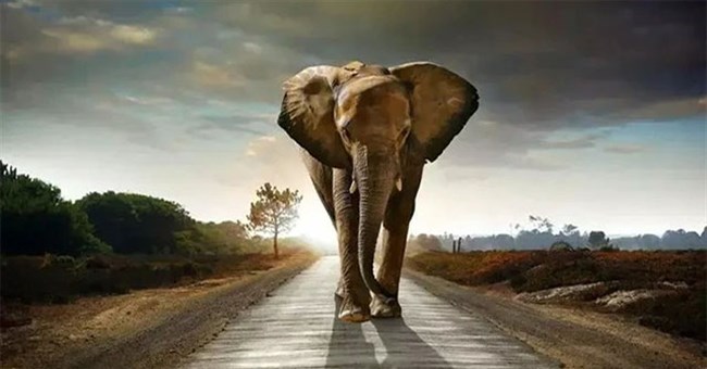 Voi không có kẻ thù tự nhiên, không bị ung thư, tại sao không có con nào có thể sống đến lúc chết già tự nhiên?