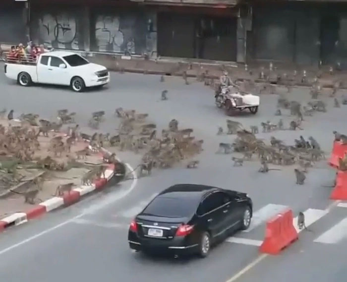 Chiến tranh giữa các loài vật còn bi thảm hơn nhiều so với tưởng tượng của con người