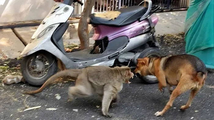 Chiến tranh giữa các loài vật còn bi thảm hơn nhiều so với tưởng tượng của con người