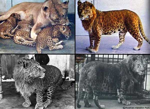 Con người chính là nguyên nhân khiến cho 