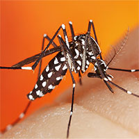Biến đổi khí hậu làm muỗi ngày càng di chuyển lên vùng cao hơn