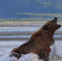 Mải mê săn mồi, gấu xám Bắc Mỹ bất ngờ bị đại bàng đầu trắng phục kích