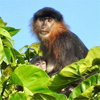Con người chính là nguyên nhân khiến cho "loài khỉ lai bí ẩn" xuất hiện ở đảo Borneo?