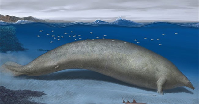 Phát hiện sinh vật lớn nhất trên Trái đất