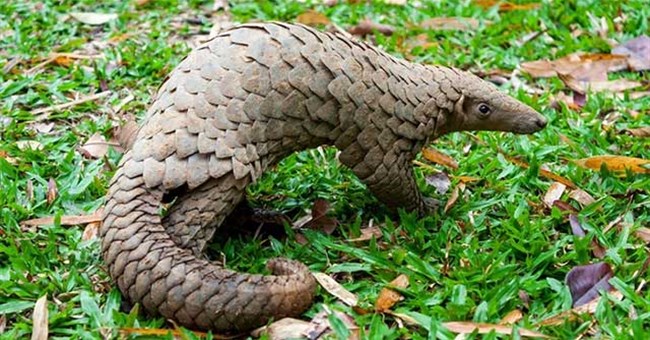 Vảy tê tê có thể cứng đến mức hàm răng của sư tử cũng không thể đâm thủng