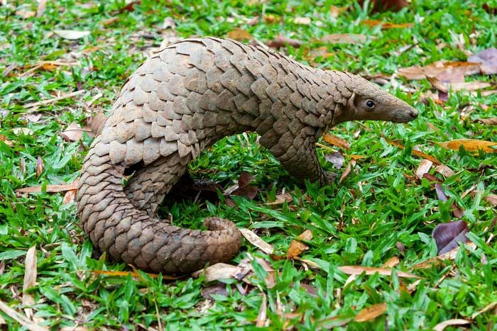 Vảy tê tê có thể cứng đến mức hàm răng của sư tử cũng không thể đâm thủng