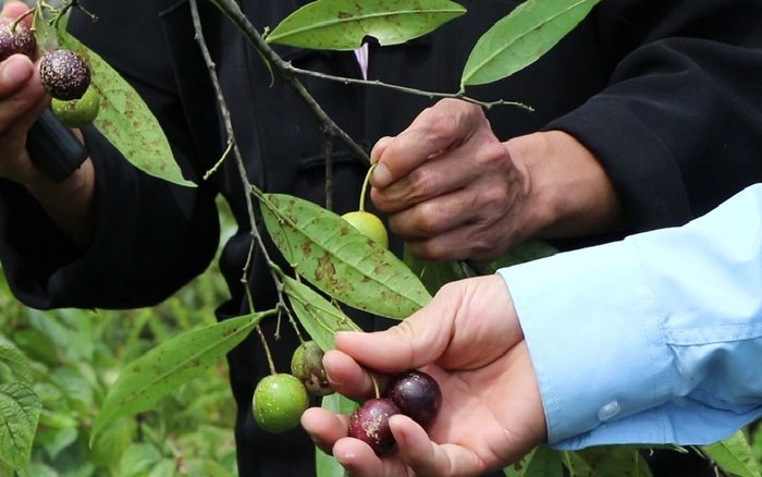 Quả hồng châu gây ngộ độc có chứa chất kịch độc như lá ngón