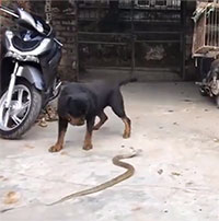 Đột nhập vào nhà dân, rắn hổ mang bị chó dữ tấn công điên cuồng