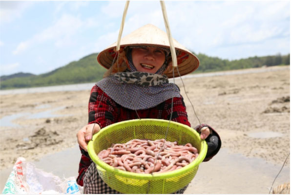 Sá sùng ở Quan Lạn. Quảng Ninh được đánh giá cao bởi chất lượng thượng hạng